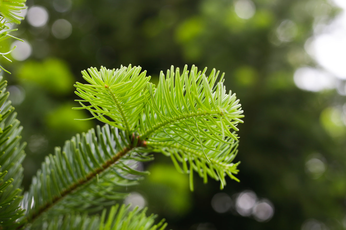 Hydrolat de Sapin Nordmann