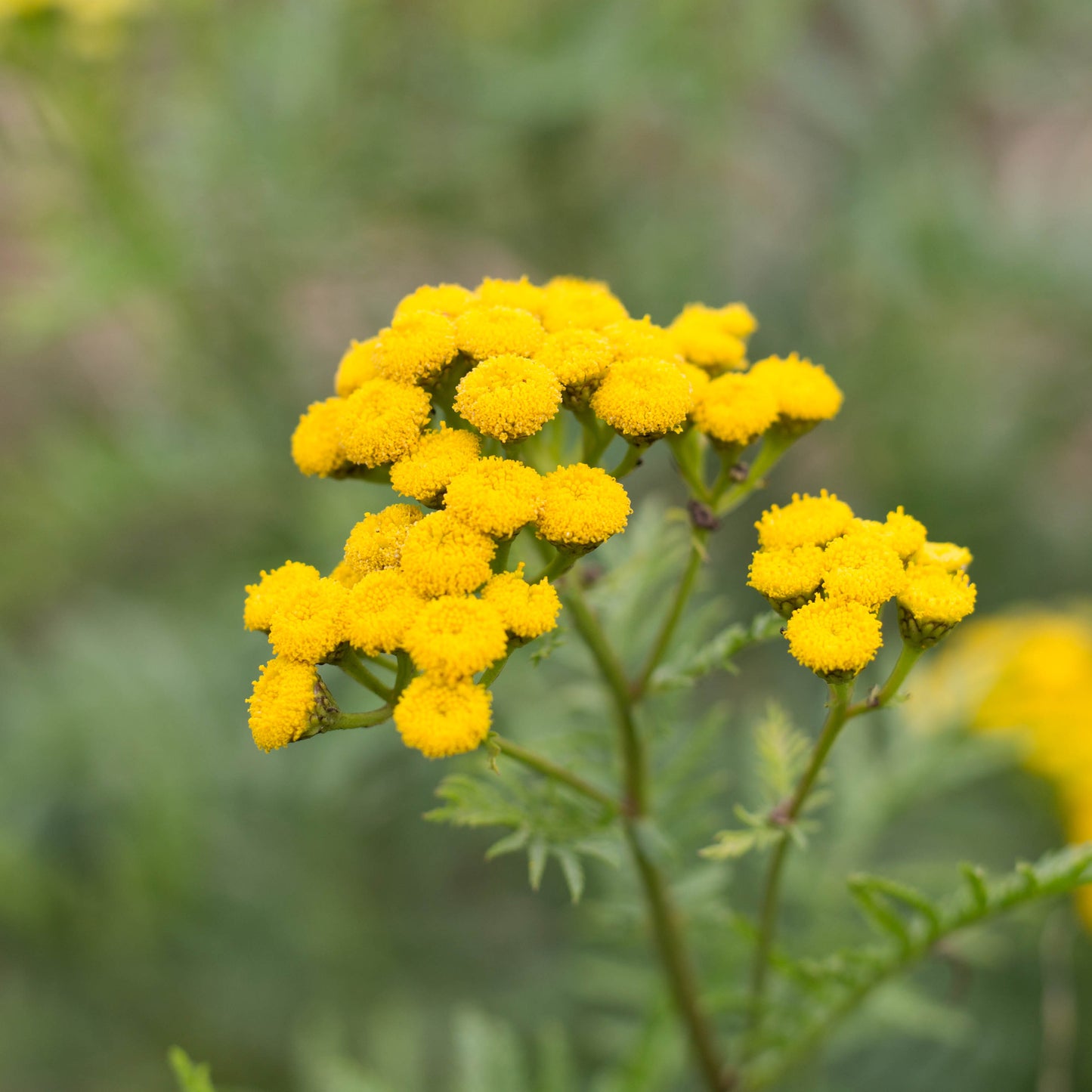 Eau florale de Tanaisie Commune