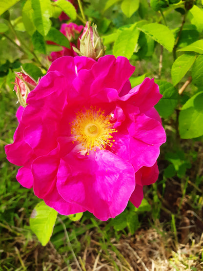 Eau florale de Rose de Provins