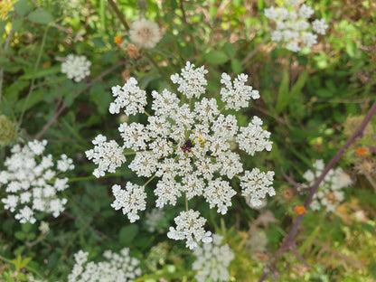 Eau florale de Carotte Sauvage