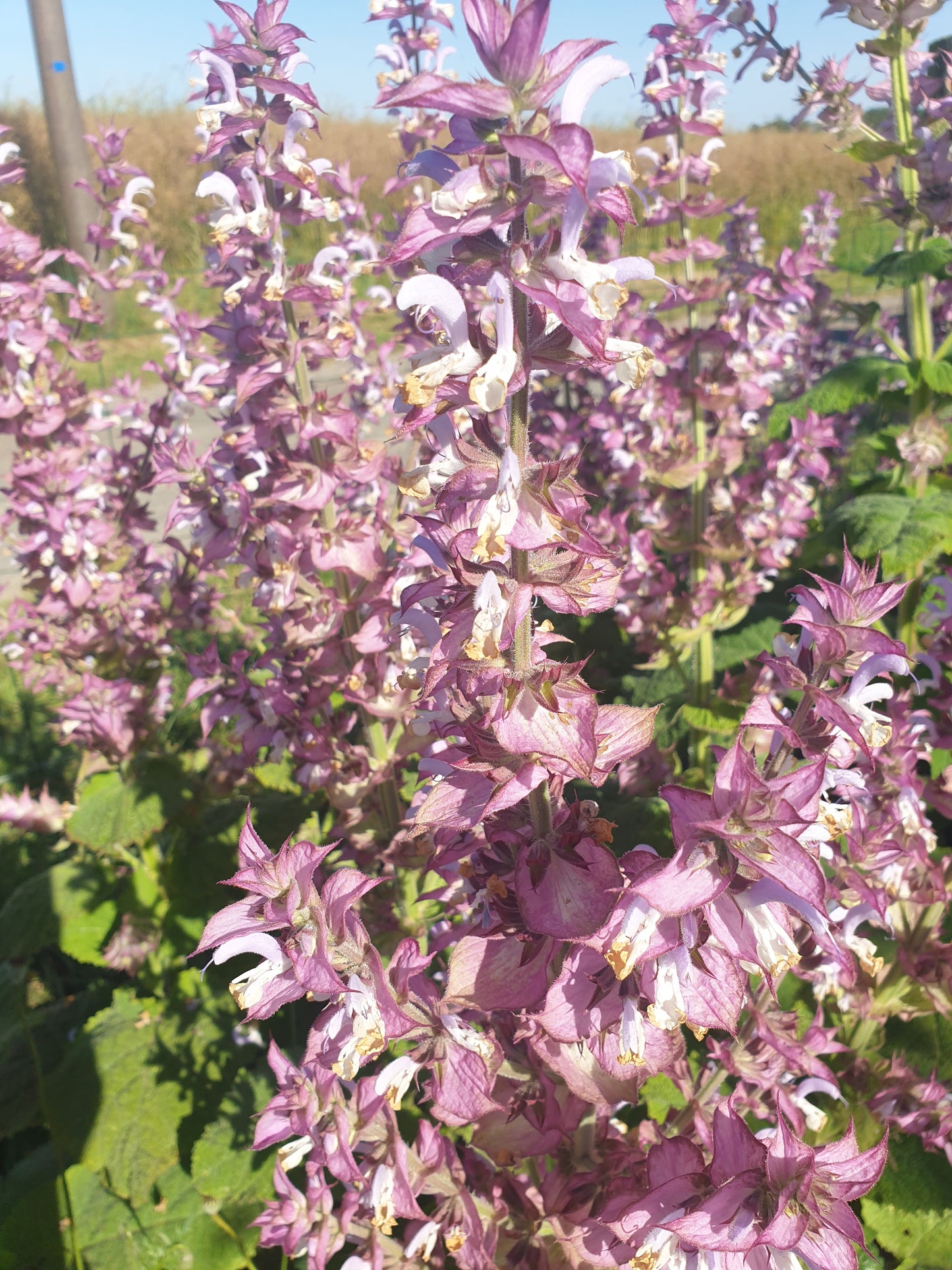 Huile Essentielle de Sauge Sclarée