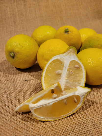 Hydrolat de Citron Bio