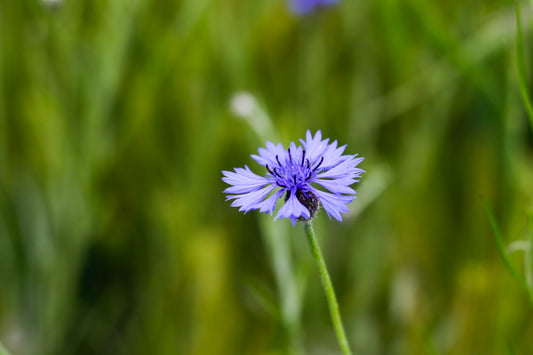 Eau florale de Beuet