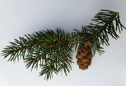 Huile Essentielle de Sapin de Douglas