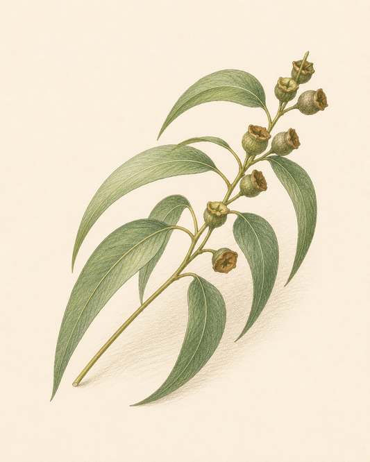 Huile Essentielle d'Eucalyptus Gundal