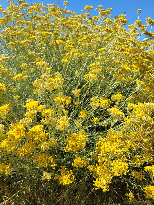 Eau florale d'Hélichryse Italienne