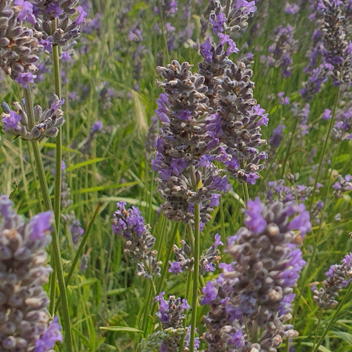 Eau florale de lavandin