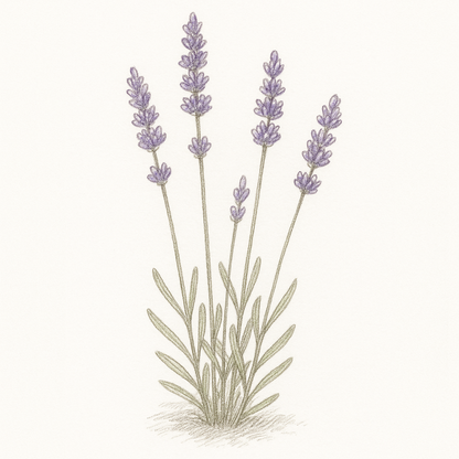 Eau florale de lavandin