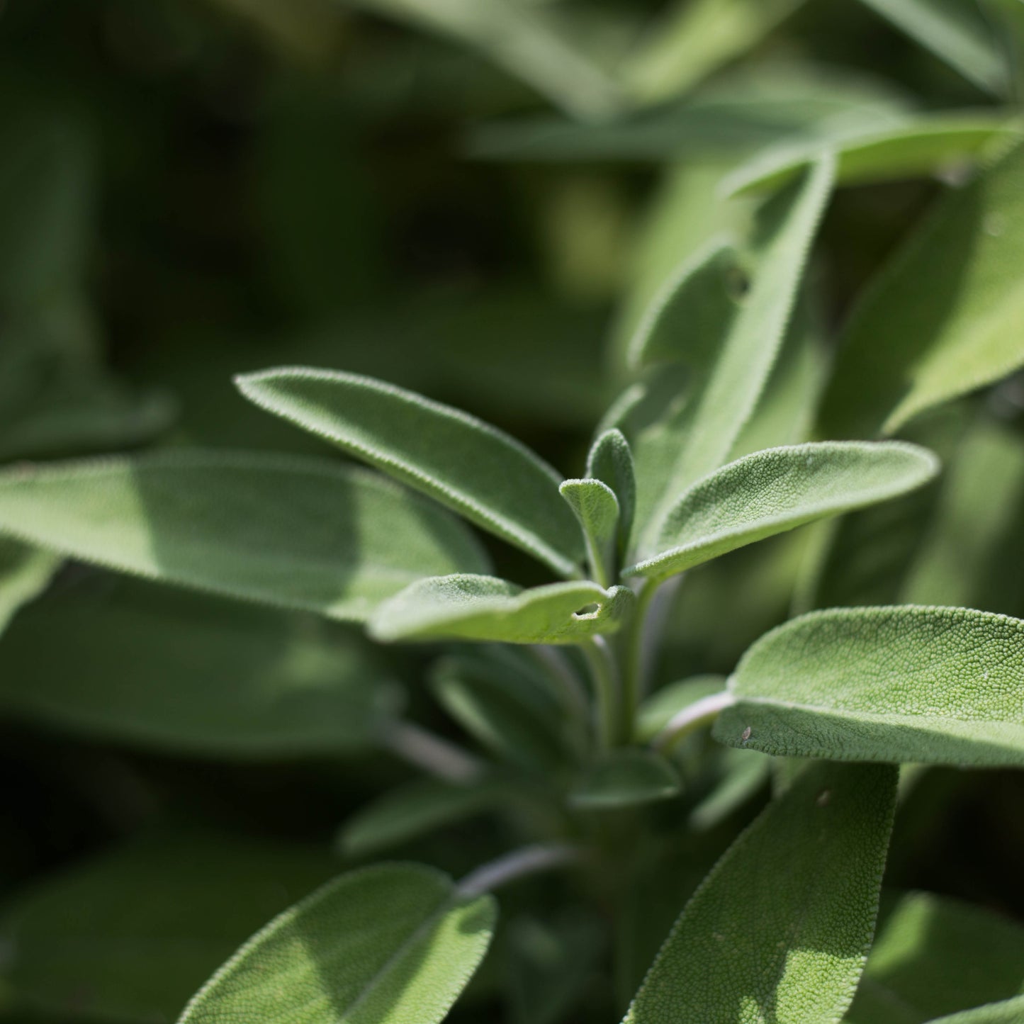 Huile Essentielle de Sauge Officinale