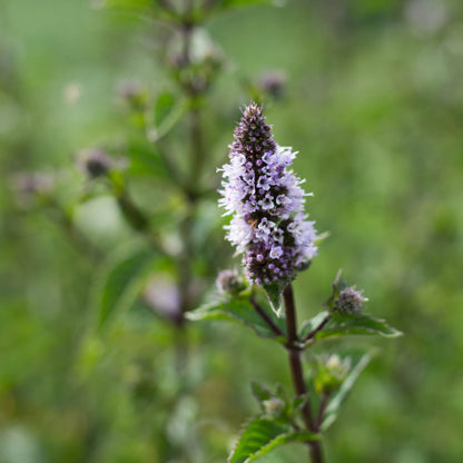 Hydrolat de Menthe Poivrée