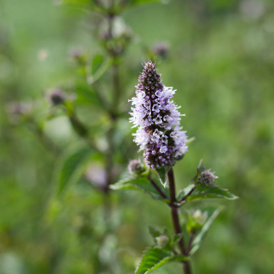 Hydrolat de Menthe Poivrée