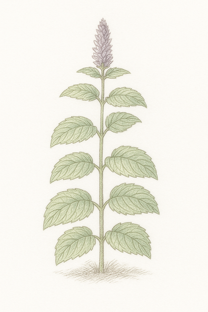 Huile Essentielle de Menthe Poivrée