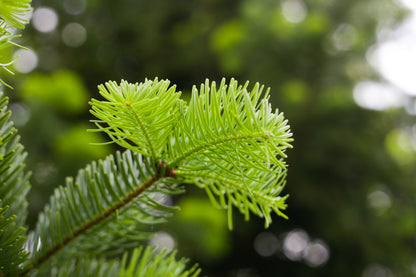 Huile Essentielle de Sapin Nordmann
