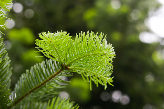 Hydrolat de Sapin Nordmann