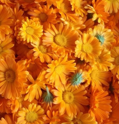 Macérât huileux de Calendula