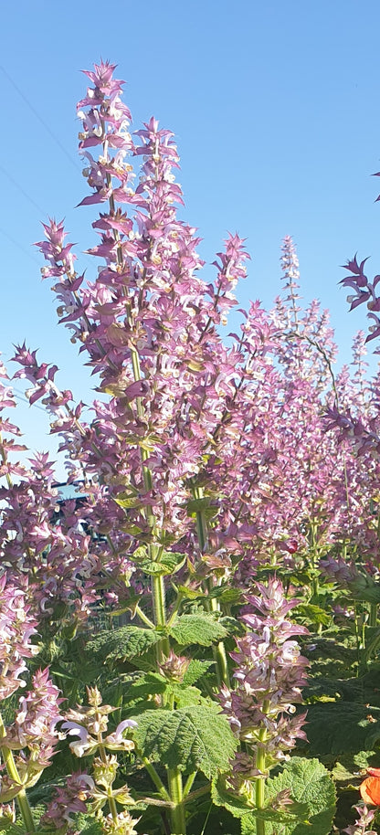 Eau florale de Sauge Sclarée