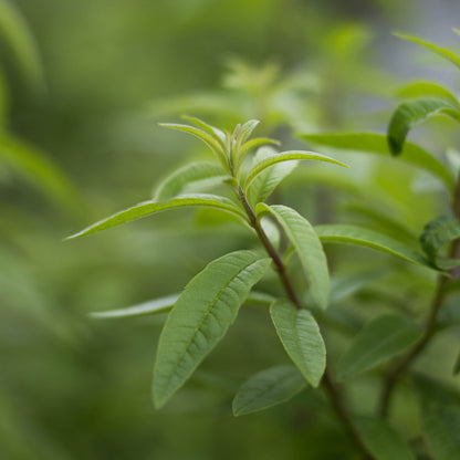 Eau florale de Verveine Citronnée
